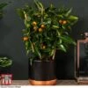 Kumquat - Citrus -Garden Plants Shop kumquat trellis1