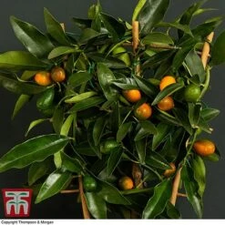 Kumquat - Citrus -Garden Plants Shop kumquat trellis3