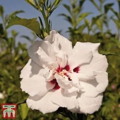 Hibiscus Syriacus 'Lady Stanley' 12 Hibiscus Syriacus 'Lady Stanley' -Garden Plants Shop lady s2