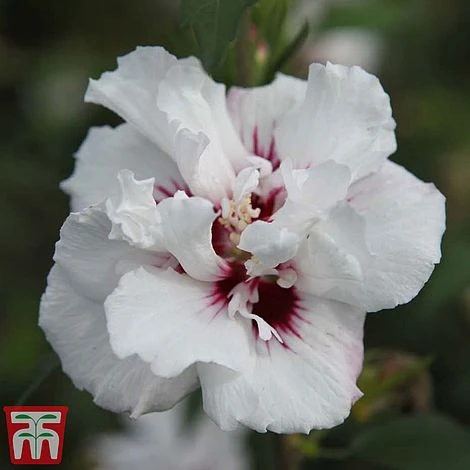 Hibiscus Syriacus 'Lady Stanley' 6 Hibiscus Syriacus 'Lady Stanley' - Image 4