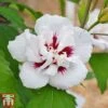 Hibiscus Syriacus 'Lady Stanley' 2 Hibiscus Syriacus 'Lady Stanley' -Garden Plants Shop lady s5