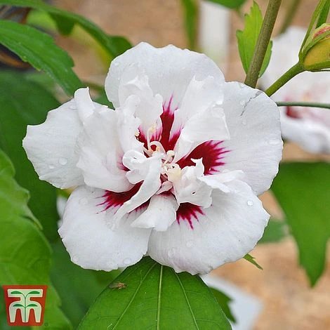 Hibiscus Syriacus 'Lady Stanley' 3 Hibiscus Syriacus 'Lady Stanley'