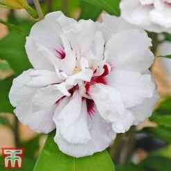 Hibiscus Syriacus 'Lady Stanley' 14 Hibiscus Syriacus 'Lady Stanley' -Garden Plants Shop lady s6