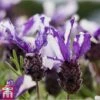 Lavender 'Twin Summer' (Butterfly Garden) -Garden Plants Shop lave twin a1