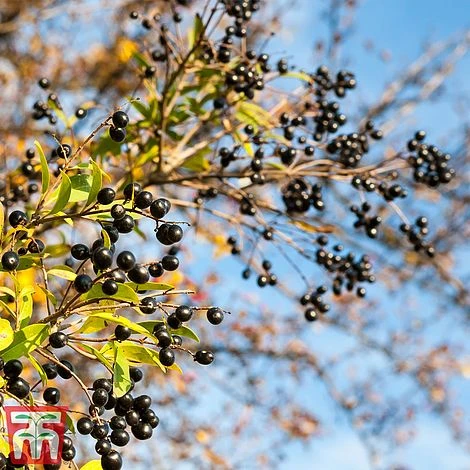 Ligustrum Vulgare 9 Ligustrum Vulgare - Image 7