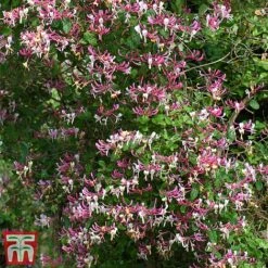 Honeysuckle 'Belgica' - Trellis -Garden Plants Shop loni bel