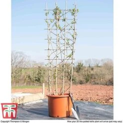 Honeysuckle 'Belgica' - Trellis -Garden Plants Shop loni bel1