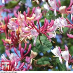 Honeysuckle 'Belgica' - Trellis -Garden Plants Shop loni bel5