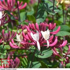 Honeysuckle 'Belgica' - Trellis -Garden Plants Shop loni bel6