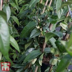 Honeysuckle 'Copper Beauty' 6 Honeysuckle 'Copper Beauty' -Garden Plants Shop loni copp