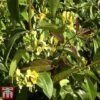 Honeysuckle 'Copper Beauty' 1 Honeysuckle 'Copper Beauty' -Garden Plants Shop loni copp2