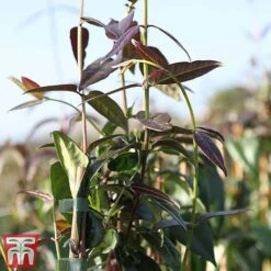 Honeysuckle 'Copper Beauty' 7 Honeysuckle 'Copper Beauty' -Garden Plants Shop loni copp3