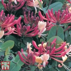 Honeysuckle 'Dart's World' -Garden Plants Shop loni darts2