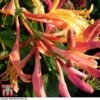 Honeysuckle 'Gold Flame' -Garden Plants Shop loni gold
