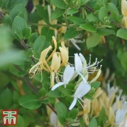 Honeysuckle 'Halliana' -Garden Plants Shop loni hall3