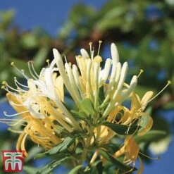 Honeysuckle 'Halliana' - Trellis -Garden Plants Shop loni halli2