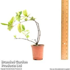Honeysuckle 'Dart's World' -Garden Plants Shop lonice
