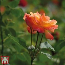 Rose 'Climbing Masquerade' -Garden Plants Shop masq2