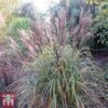 Miscanthus Sinensis 'Volcano' -Garden Plants Shop misc volc