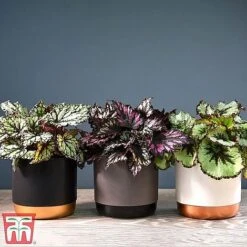 House Plant Urban Jungle Trio -Garden Plants Shop mixed33