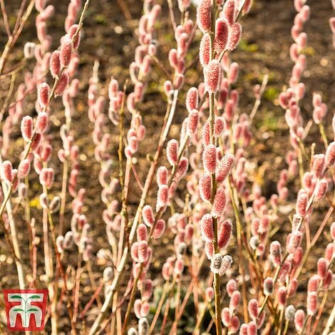 Salix Gracilistyla 'Mount Aso' 4 Salix Gracilistyla 'Mount Aso' - Image 2