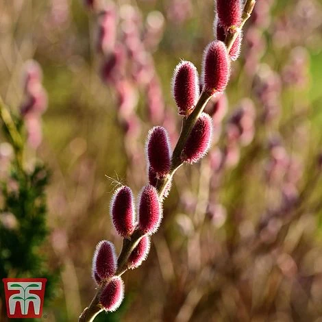 Salix Gracilistyla 'Mount Aso' 6 Salix Gracilistyla 'Mount Aso' - Image 4