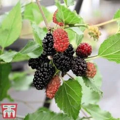 Mulberry 'Charlotte Russe' (Mojo Berry) -Garden Plants Shop mul