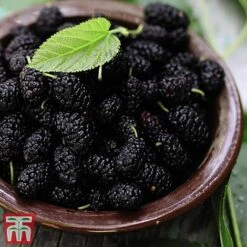 Mulberry 'Charlotte Russe' (Mojo Berry) -Garden Plants Shop mulb