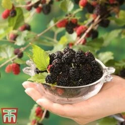 Mulberry 'Charlotte Russe' (Mojo Berry) -Garden Plants Shop mulbe