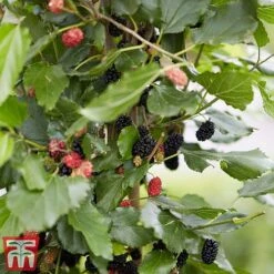 Mulberry 'Charlotte Russe' (Mojo Berry) -Garden Plants Shop mulberry mojo 1
