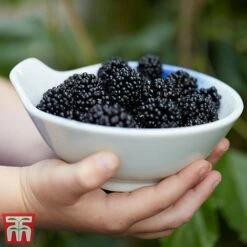 Mulberry 'Charlotte Russe' (Mojo Berry) -Garden Plants Shop mulberry mojo 3