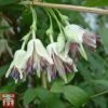 Clematis Napaulensis -Garden Plants Shop nap