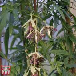 Clematis Napaulensis -Garden Plants Shop napal