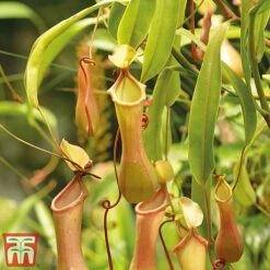 Nepenthes Alata -Garden Plants Shop nepe