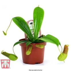 Nepenthes Alata -Garden Plants Shop nepe arrival