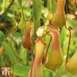 Nepenthes Alata -Garden Plants Shop nepe21