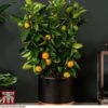 Calamondin Orange - Citrus 1 Calamondin Orange - Citrus -Garden Plants Shop orange trellis1
