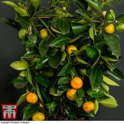 Calamondin Orange - Citrus -Garden Plants Shop orange trellis3