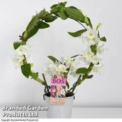 Dendrobium Nobile 'White Arch' -Garden Plants Shop orchid1