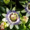 Passiflora Caerulea -Garden Plants Shop pass cae