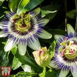 Passiflora Caerulea -Garden Plants Shop pass caer