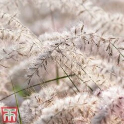 Pennisetum Orientale 'Dance With Me' -Garden Plants Shop penn dance3