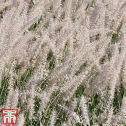 Pennisetum Orientale 'Dance With Me' -Garden Plants Shop penn dance5