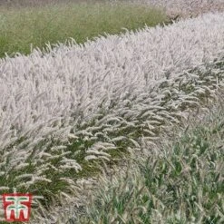 Pennisetum Orientale 'Dance With Me' -Garden Plants Shop penn dance7