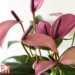 Anthurium Aqua In Sierglass -Garden Plants Shop pink22