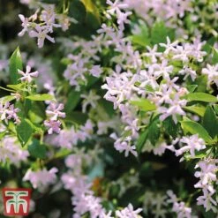 Trachelospermum 'Pink Shower' 7 Trachelospermum 'Pink Shower' -Garden Plants Shop pinkstar1