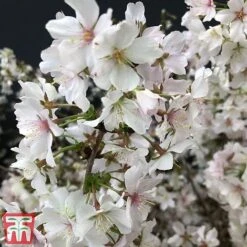 Prunus Incisa 'Kojo-No-Mai' -Garden Plants Shop prun kojo