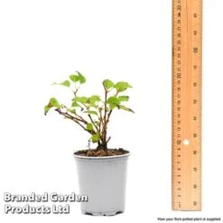 Prunus Incisa 'Kojo-No-Mai' -Garden Plants Shop prun1