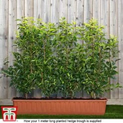 Prunus Lusitanica 11 Prunus Lusitanica -Garden Plants Shop prunus ready