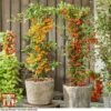 Pyracantha Coccinea 'Star' Duo -Garden Plants Shop pyra duo